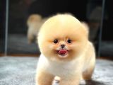 Ayı Surat pomeranian Boo Yavrularımız