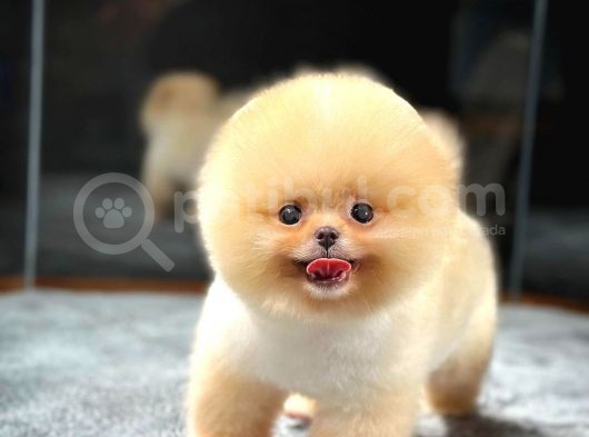 Ayı Surat Pomeranian Boo Yavrularımız