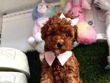 Kalitenin Adresinden Her Eve Toy Poodle 