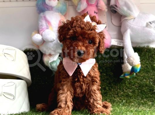 Kalitenin Adresinden Her Eve Toy Poodle  görsel