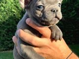 FRENCH BULLDOG MAVİ GÖZLÜ YAVRULAR