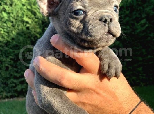French Bulldog Mavi̇ Gözlü Yavrular