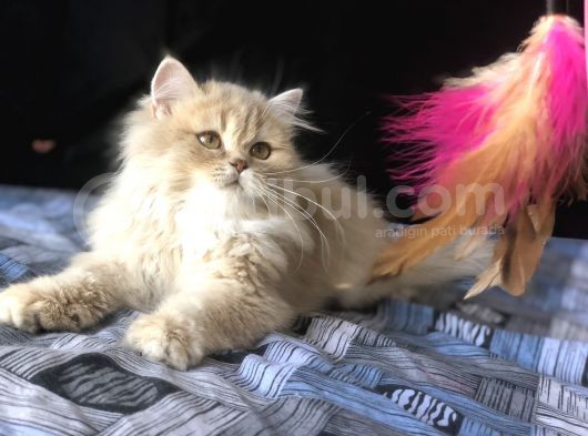 British Longhair Secereli Kediler görsel