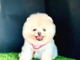 Show Kali̇te Ayicik Surat Pomerani̇an Boo Yavrularimiz