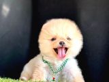 SHOW KALİTE AYICIK SURAT POMERANİAN BOO YAVRULARIMIZ