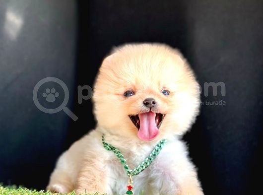 SHOW KALİTE AYICIK SURAT POMERANİAN BOO YAVRULARIMIZ