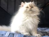 British longhair secereli kediler