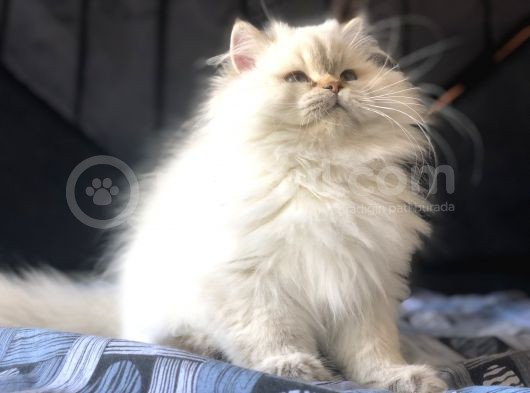 British Longhair Secereli Kediler