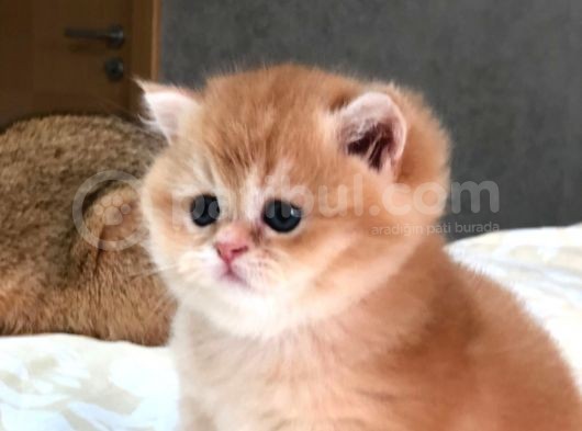 A Kalite Bri̇ti̇sh Shorthai̇r Golden  Yavrular görsel