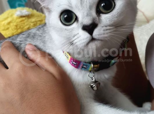 Tatlı Prenses Kızımız görsel