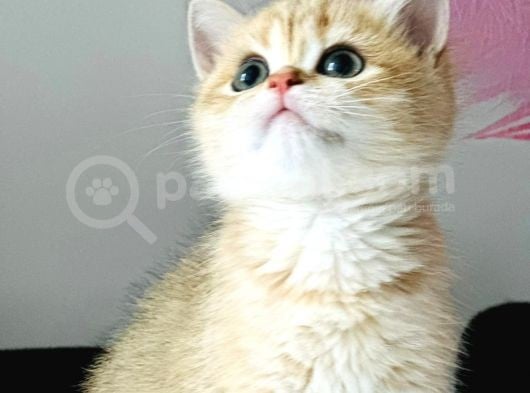 A Kalite Bri̇ti̇sh Shorthai̇r Golden  Yavrular görsel