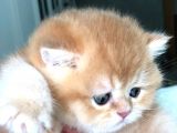 A kalite BRİTİSH SHORTHAİR GOLDEN  yavrular