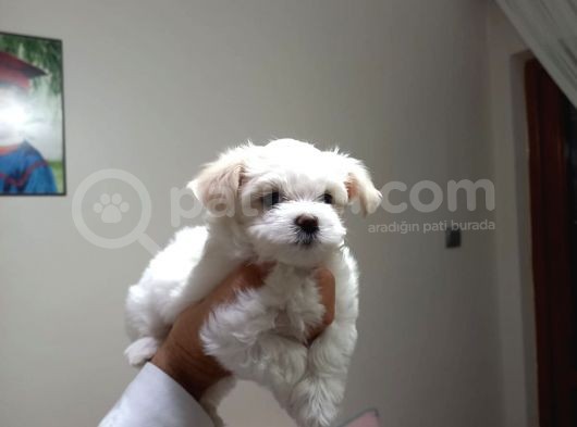 Orjinal Safkan Maltese 2 Aylık Dişi Bebeğimiz Yeni Ailesi Için Hazır görsel