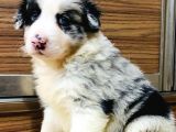 Blue Merle Border Collie