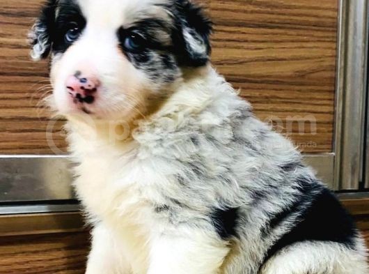 Blue Merle Border Collie görsel