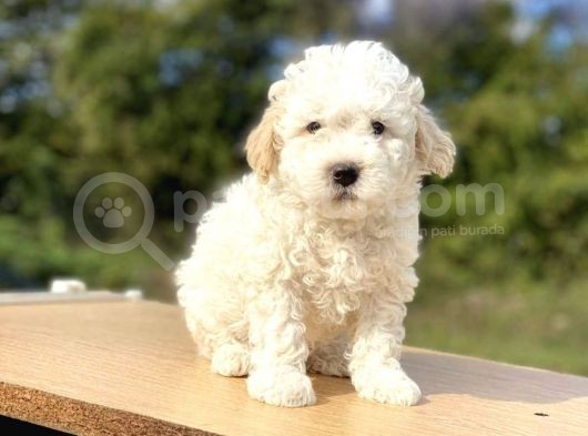 Parti Color Toypoodle Yavrular Uygun