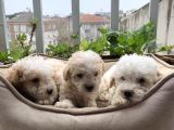 Parti Color Toypoodle Yavrular Uygun