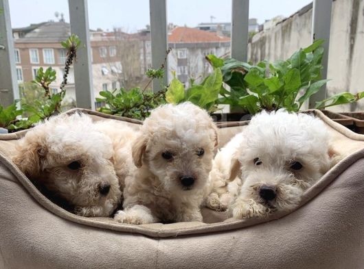 Parti Color Toypoodle Yavrular Uygun görsel