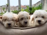 Parti Color Toypoodle Yavrular Uygun
