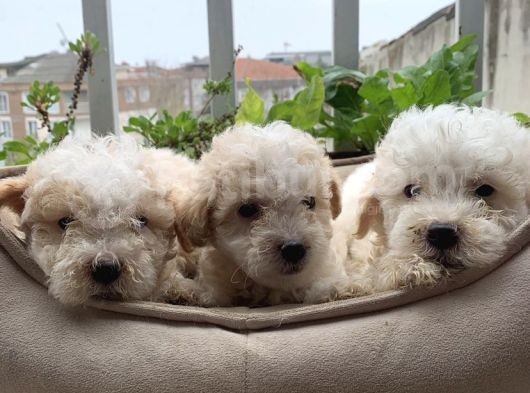 Parti Color Toypoodle Yavrular Uygun görsel