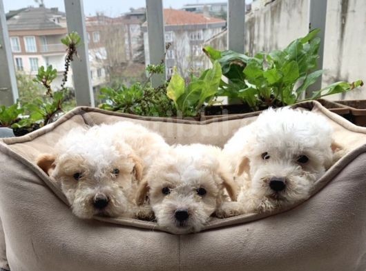 Parti Color Toypoodle Yavrular Uygun görsel