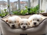 Parti Color Toypoodle Yavrular Uygun