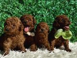 Kore kanı 2 kg Tea Cup Poodle Red Brown