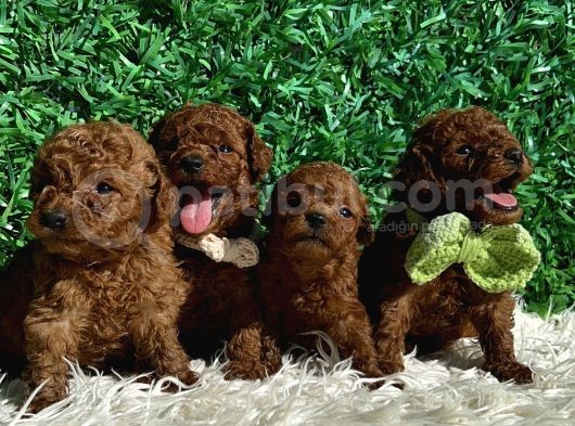 Kore Kanı 2 Kg Tea Cup Poodle Red Brown