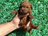 Kore Kanı 2 Kg Tea Cup Poodle Red Brown