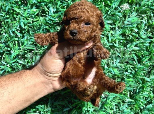 Kore Kanı 2 Kg Tea Cup Poodle Red Brown görsel