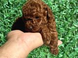 Kore Kanı 2 Kg Tea Cup Poodle Red Brown