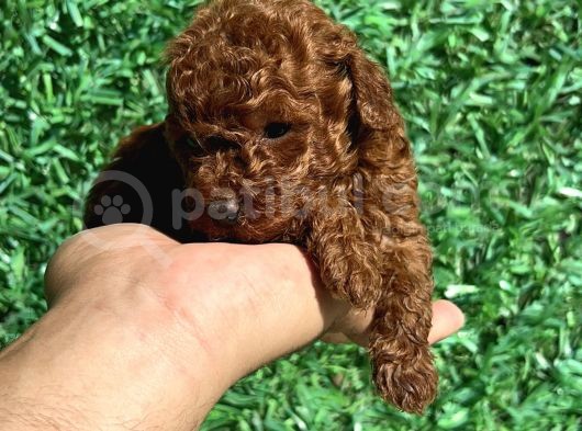 Kore Kanı 2 Kg Tea Cup Poodle Red Brown görsel