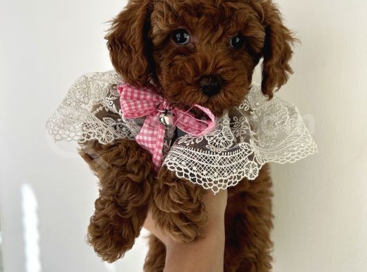 Evin Maskotu Olacak Dişi Poodle Yavrular görsel