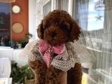 Evin Maskotu Olacak Dişi Poodle Yavrular