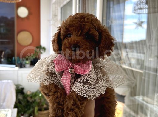 Evin Maskotu Olacak Dişi Poodle Yavrular görsel