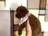 Evin Maskotu Olacak Dişi Poodle Yavrular