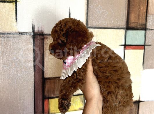 Evin Maskotu Olacak Dişi Poodle Yavrular görsel