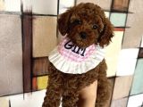 Evin Maskotu Olacak Dişi Poodle Yavrular