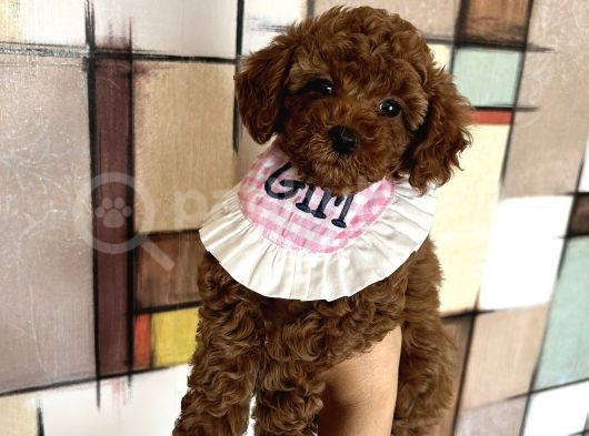 Evin Maskotu Olacak Dişi Poodle Yavrular görsel