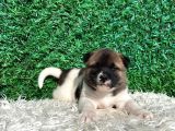 Göz Alıcı Akitalar