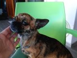 161023 Doğumlu Mükemmel Safkan Chihuahua Yavru