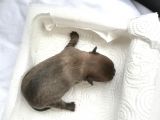 161023 Doğumlu Mükemmel Safkan Chihuahua Yavru