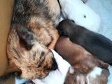 161023 Doğumlu Mükemmel Safkan Chihuahua Yavru