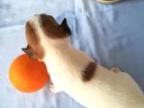 161023 Doğumlu Mükemmel Safkan Chihuahua Yavru