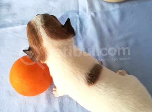 161023 Doğumlu Mükemmel Safkan Chihuahua Yavru görsel