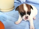 161023 doğumlu mükemmel safkan Chihuahua yavru