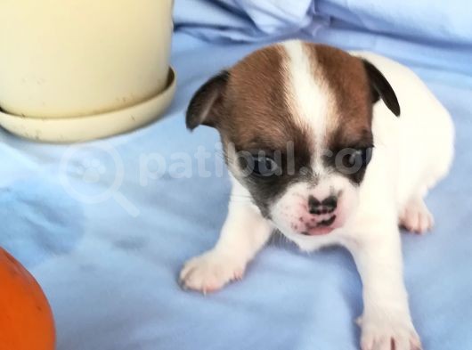 161023 Doğumlu Mükemmel Safkan Chihuahua Yavru