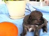 161023 doğumlu mükemmel safkan Chihuahua yavru