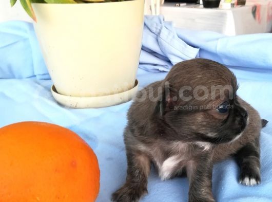 161023 Doğumlu Mükemmel Safkan Chihuahua Yavru
