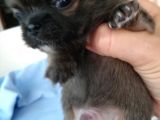 161023 Doğumlu Mükemmel Safkan Chihuahua Yavru